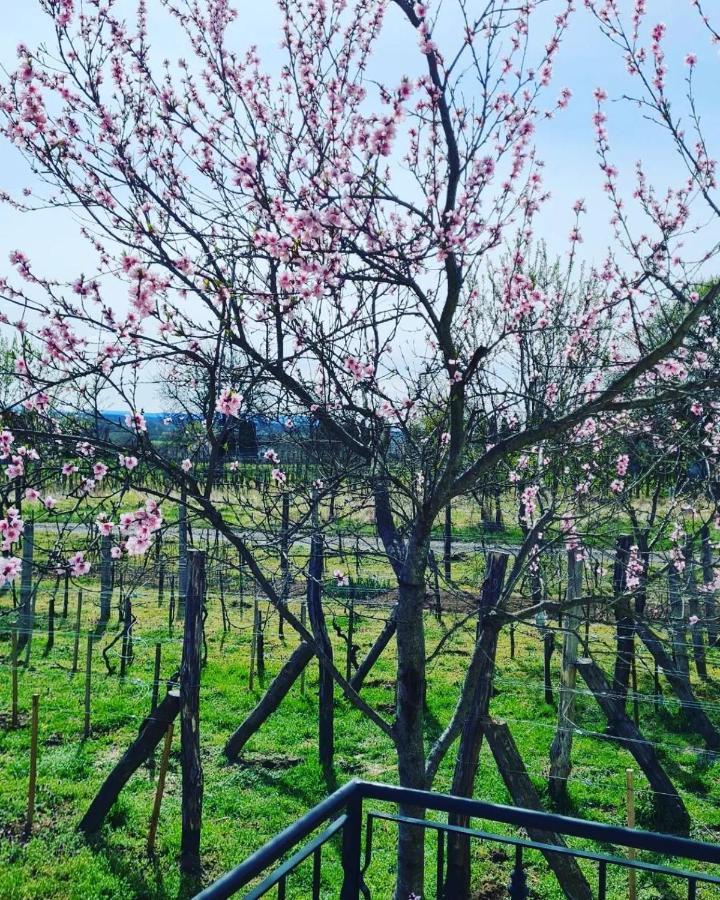 Jera Pince Es Vendeghaz Villa Somlovasarhely Dış mekan fotoğraf